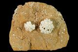 Fossil Crinoid (Cactocrinus & Dorycrinus) Plate - Missouri #162669-1